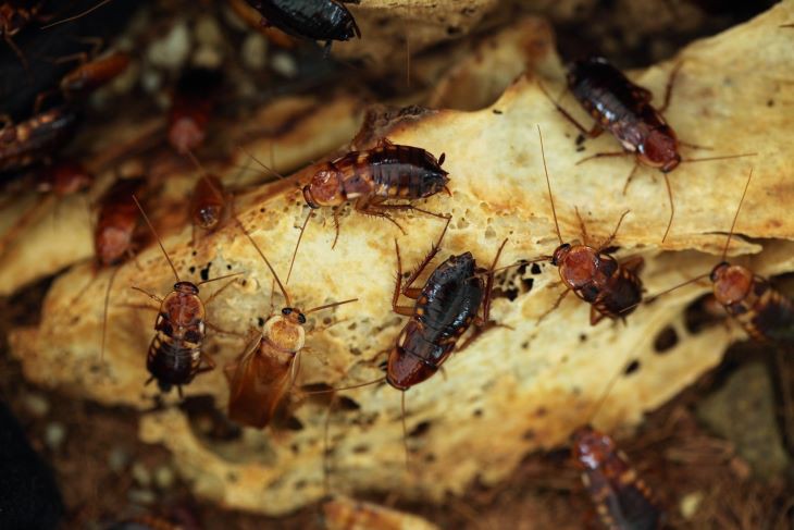  Waar komen kakkerlakken op af